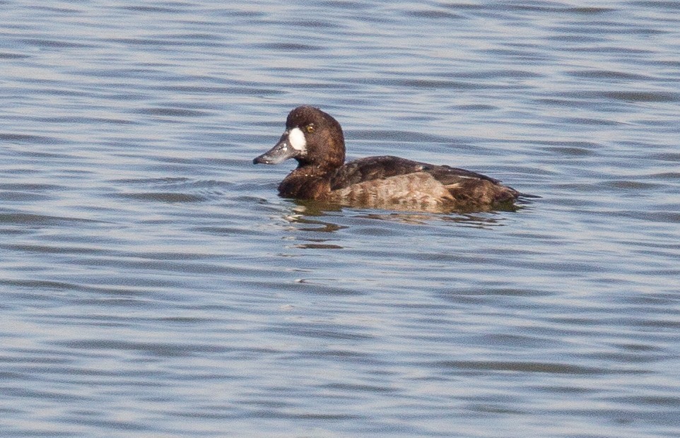 Greater Scaup - ML300605611