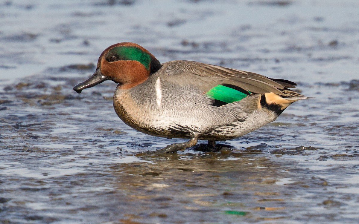 Green-winged Teal - ML300605631