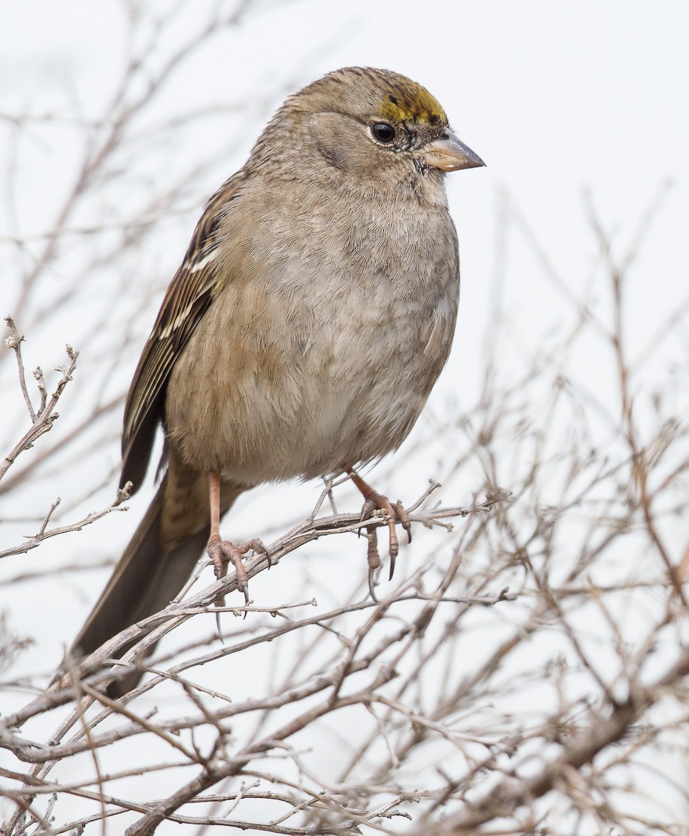Golden-crowned Sparrow - ML300606481