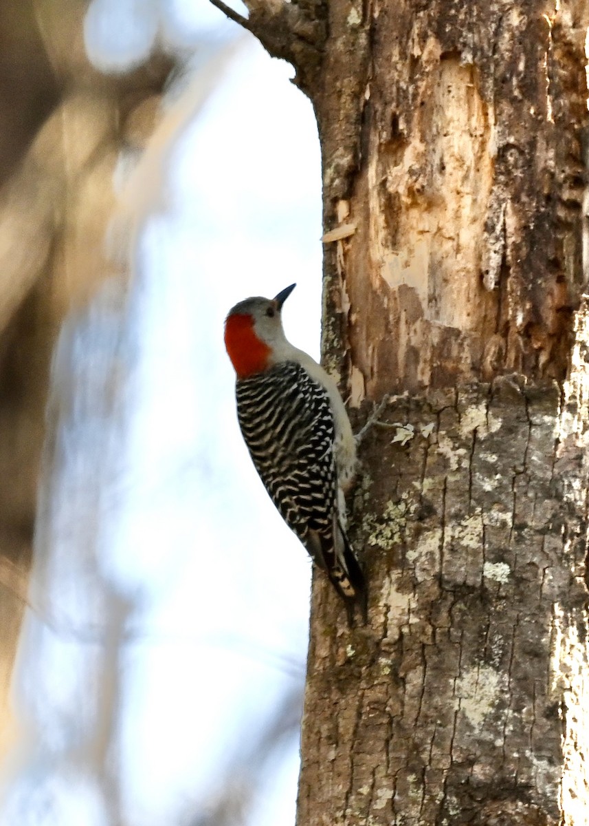 Red-bellied Woodpecker - ML300607051