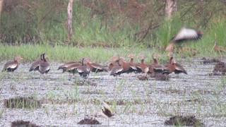 Black-bellied Whistling-Duck, ML300608921