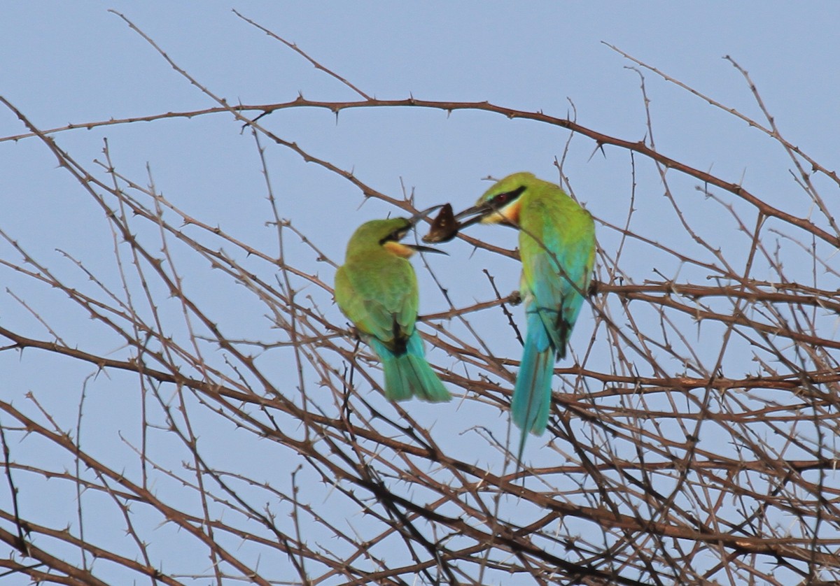Blue-tailed Bee-eater - Vijaya Lakshmi