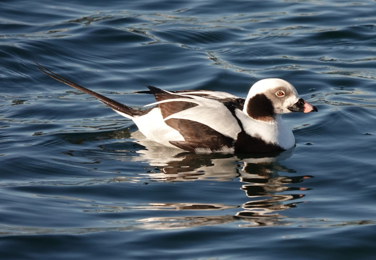 Long-tailed Duck - ML300612211