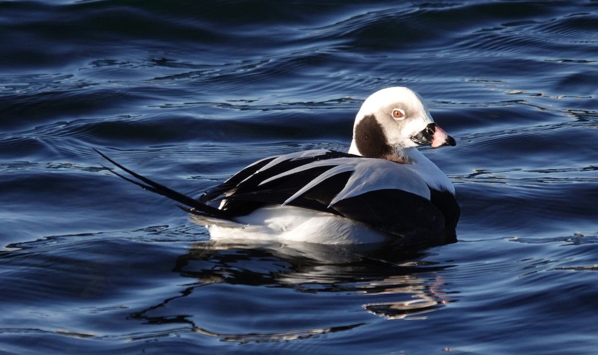 Long-tailed Duck - ML300612221
