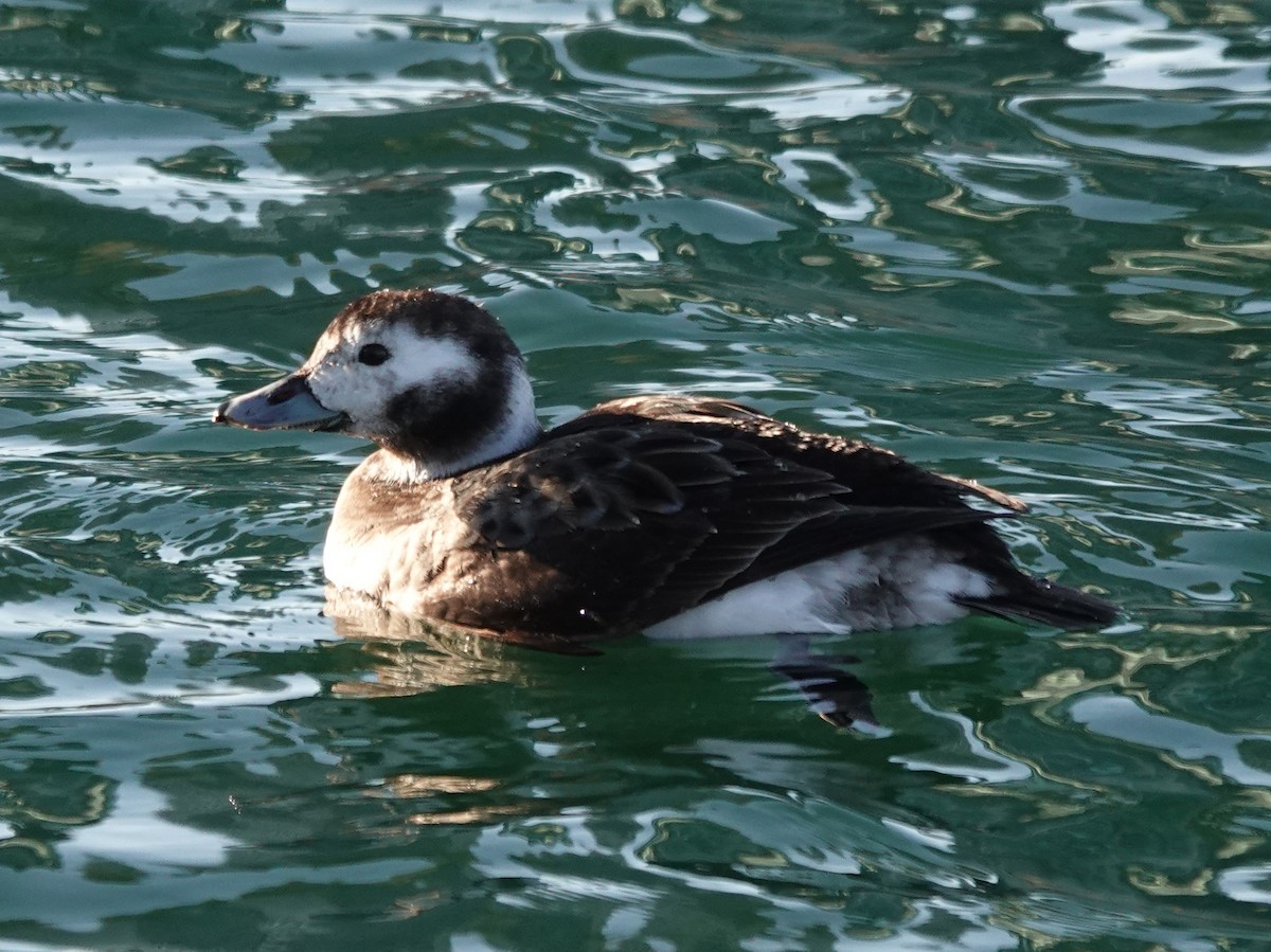 Long-tailed Duck - ML300612231