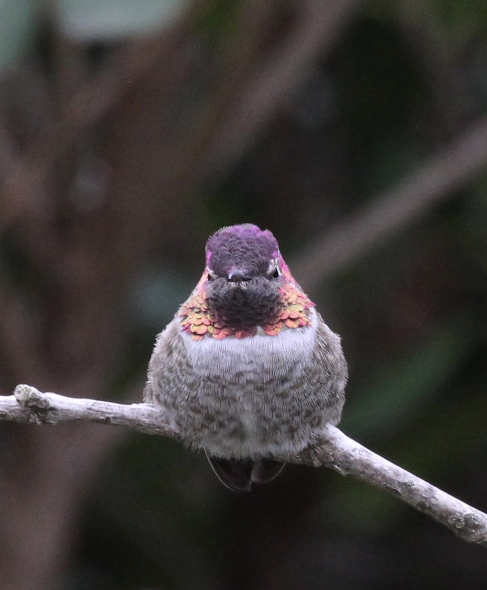 Anna's Hummingbird - ML300612681