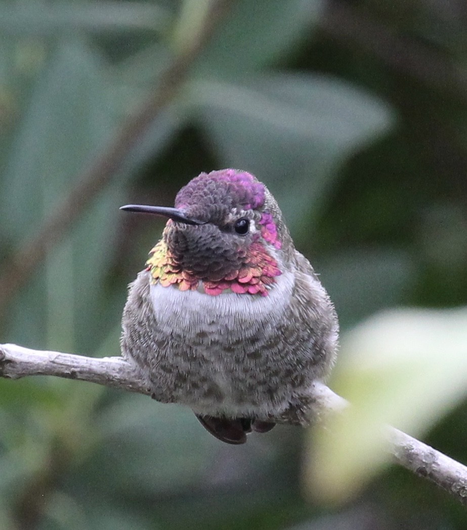 Anna's Hummingbird - ML300612701