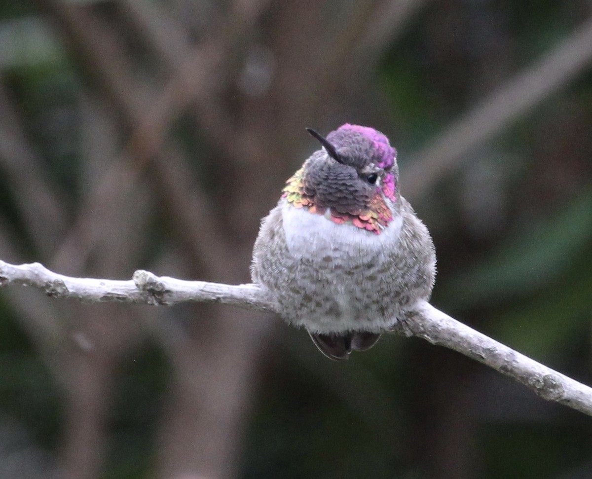 Anna's Hummingbird - ML300612791