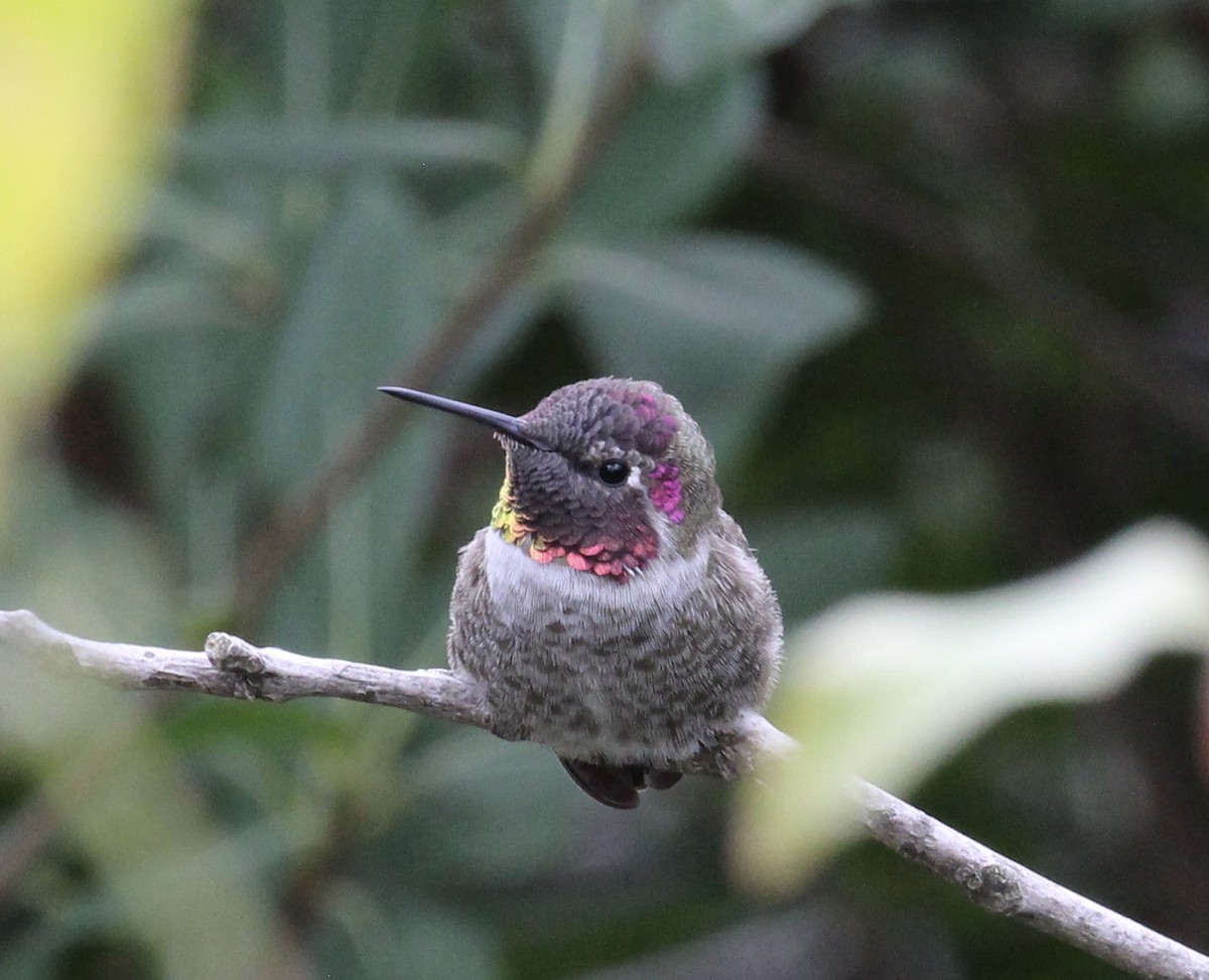 Anna's Hummingbird - ML300612811