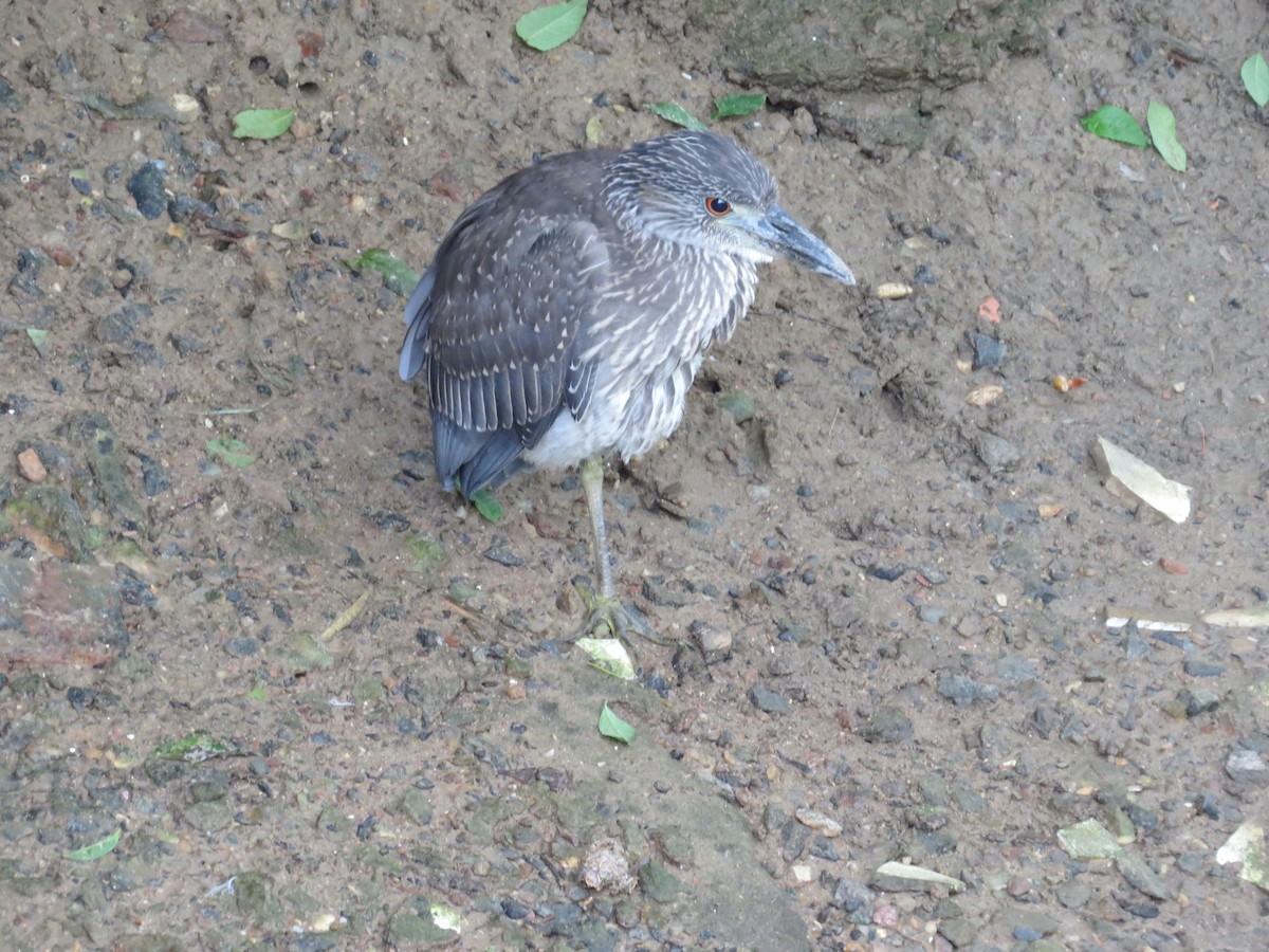 Yellow-crowned/Black-crowned Night Heron - Clarisse Odebrecht