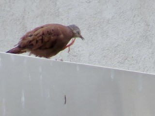 Ruddy Ground Dove, ML300615181