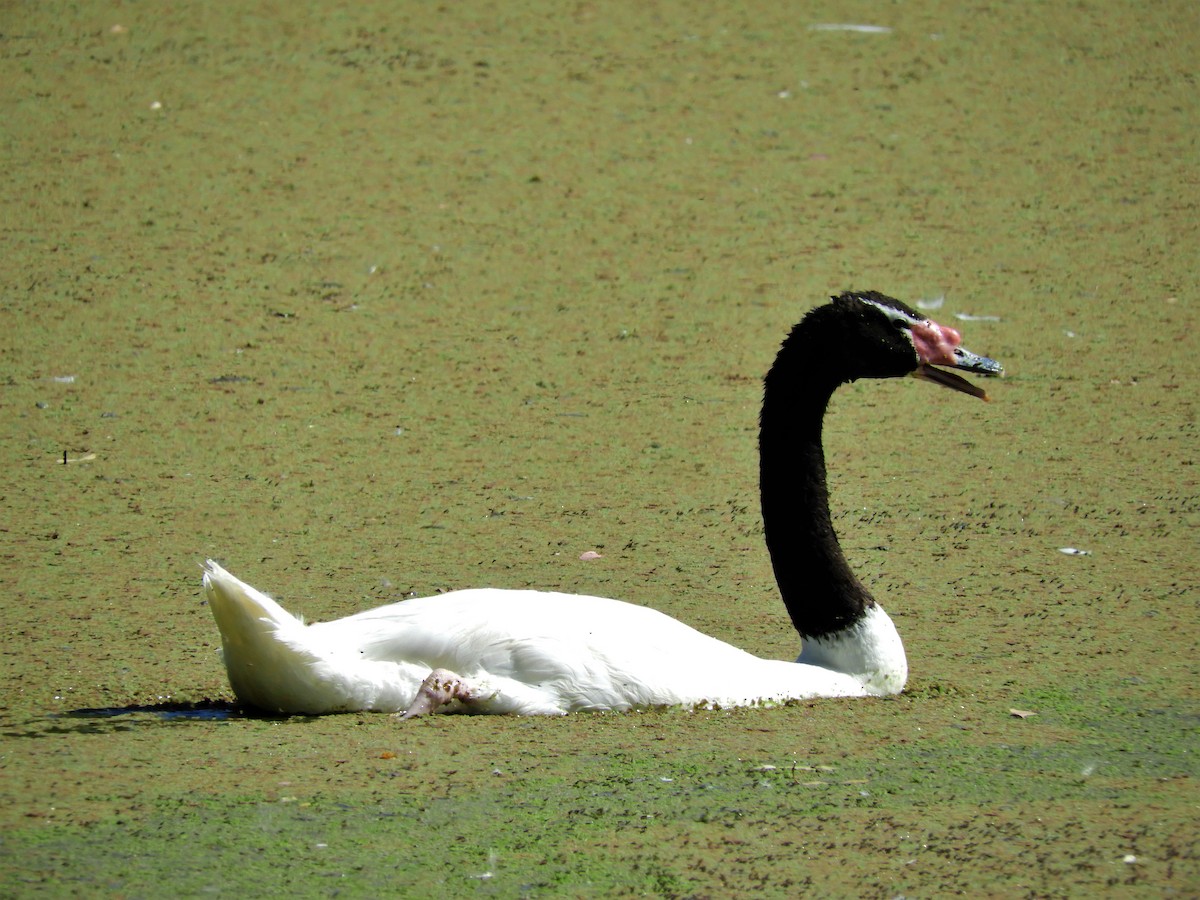 Black-necked Swan - Ana Verónica Arburúas