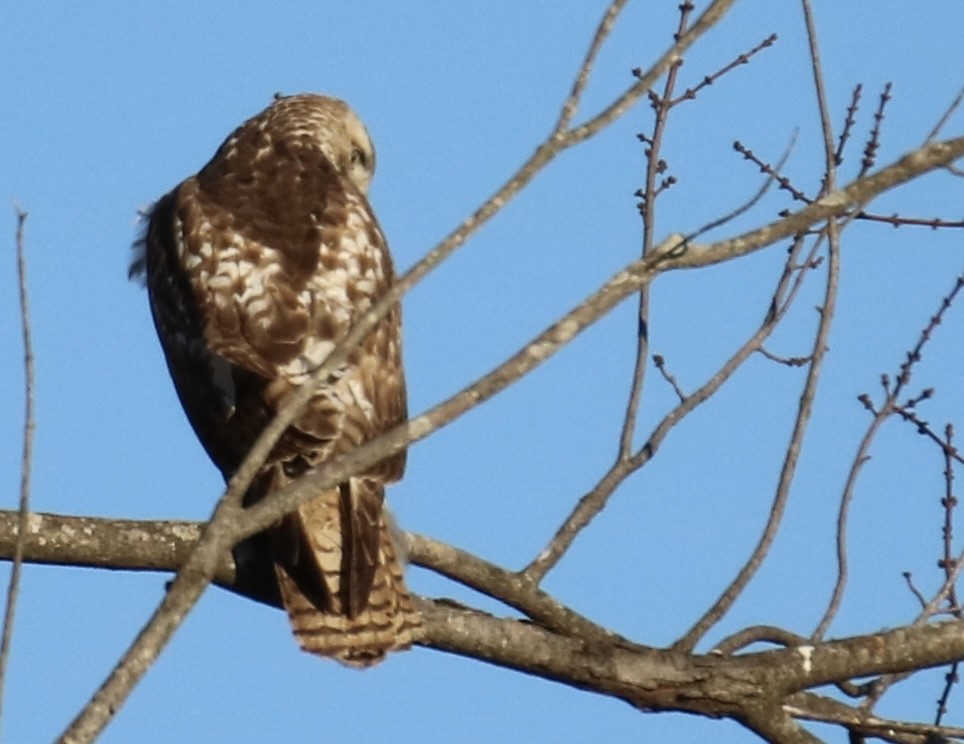 Red-tailed Hawk - ML300633441