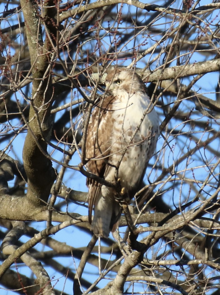 Red-tailed Hawk - ML300633701