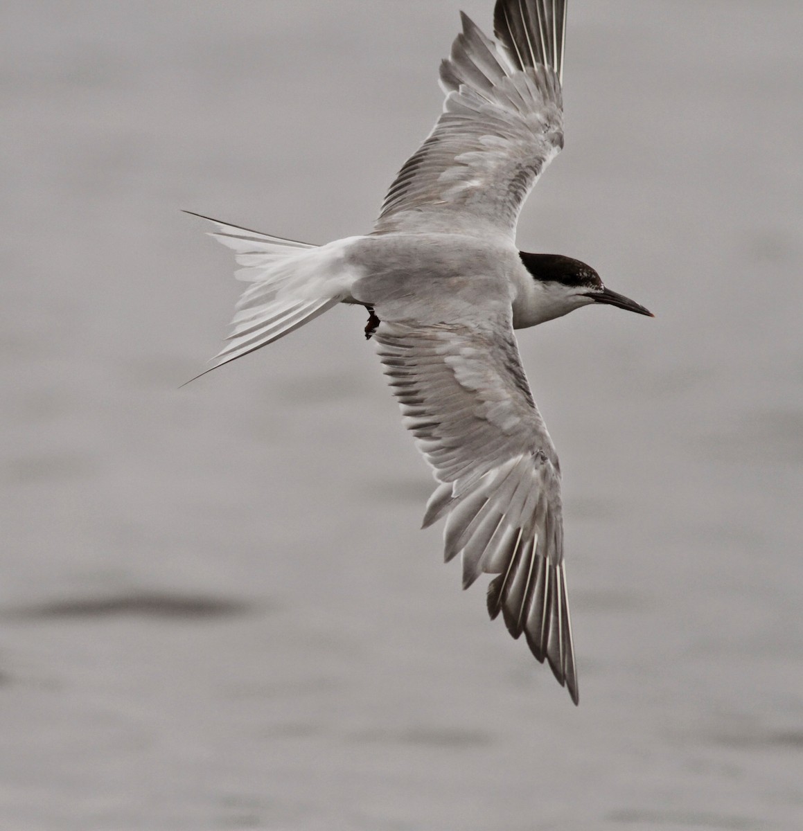 Common Tern - ML30064441
