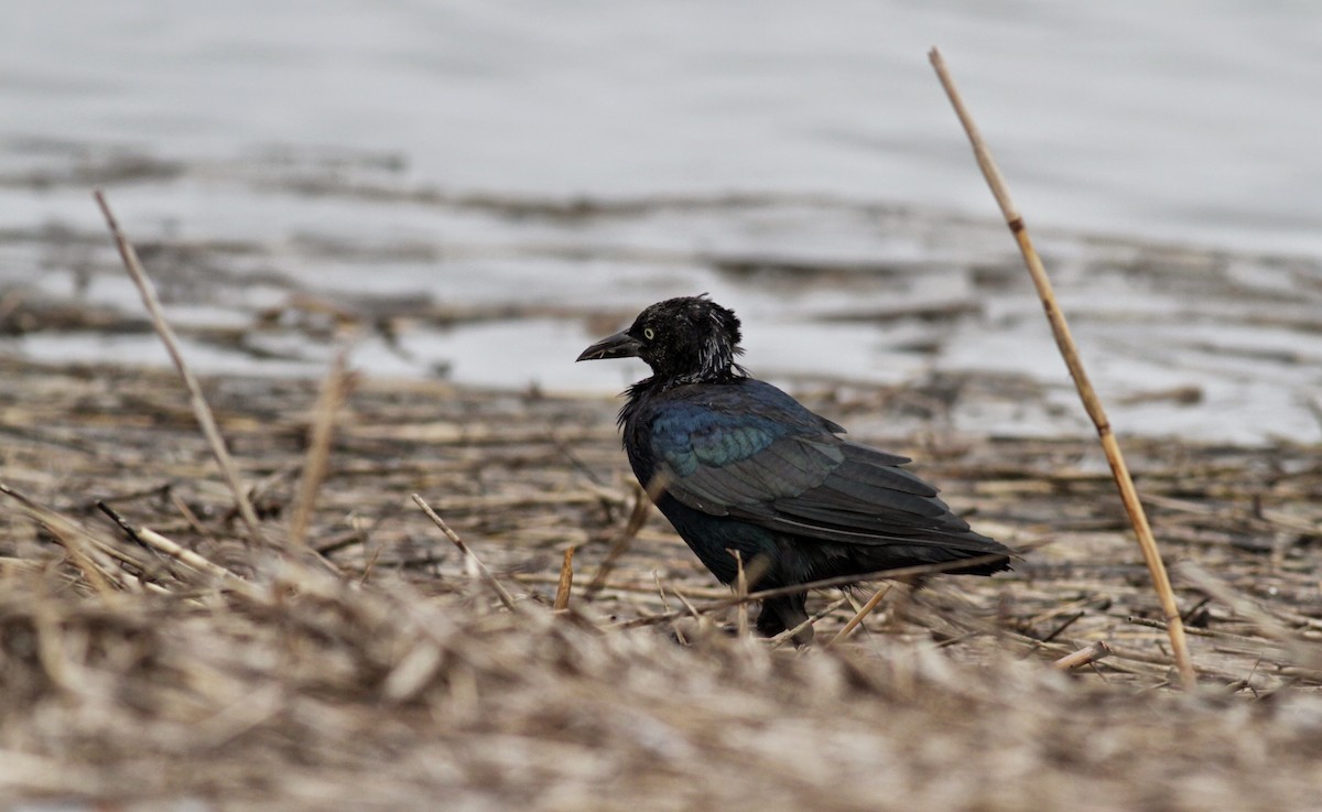 Boat-tailed Grackle - ML30064511