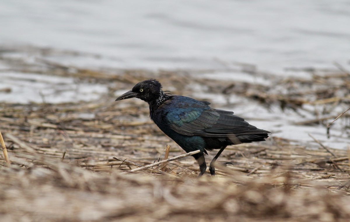 Boat-tailed Grackle - ML30064521