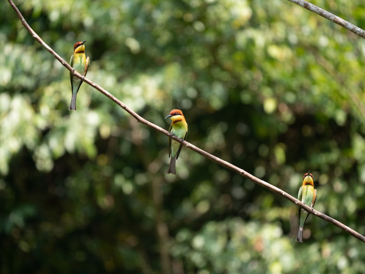 Chestnut-headed Bee-eater - Will Knowlton