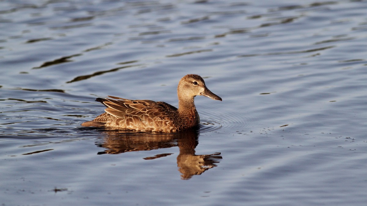 Blue-winged Teal - ML30065471