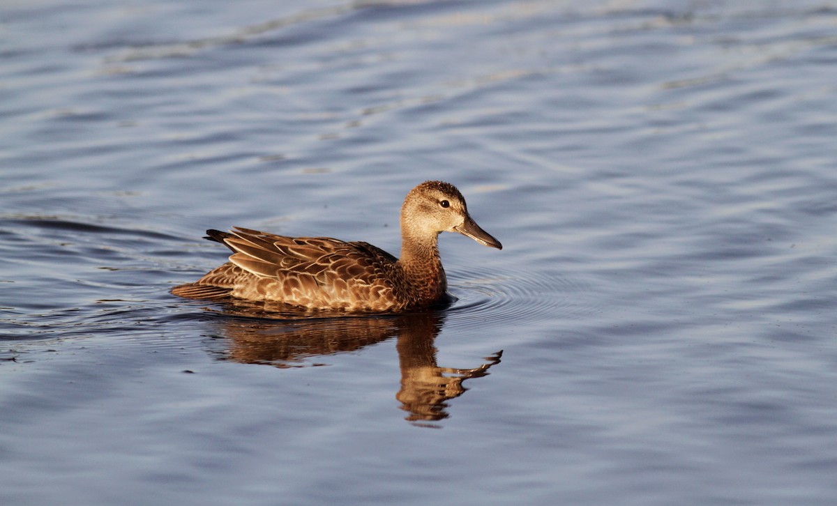 Blue-winged Teal - ML30065481