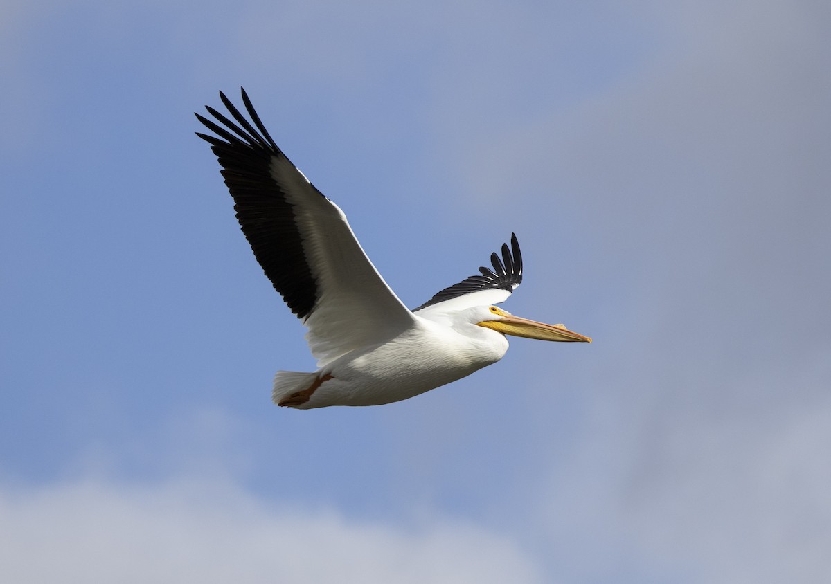 American White Pelican - ML300657821