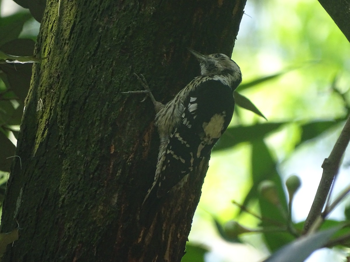 Gray-capped Pygmy Woodpecker - ML300662681