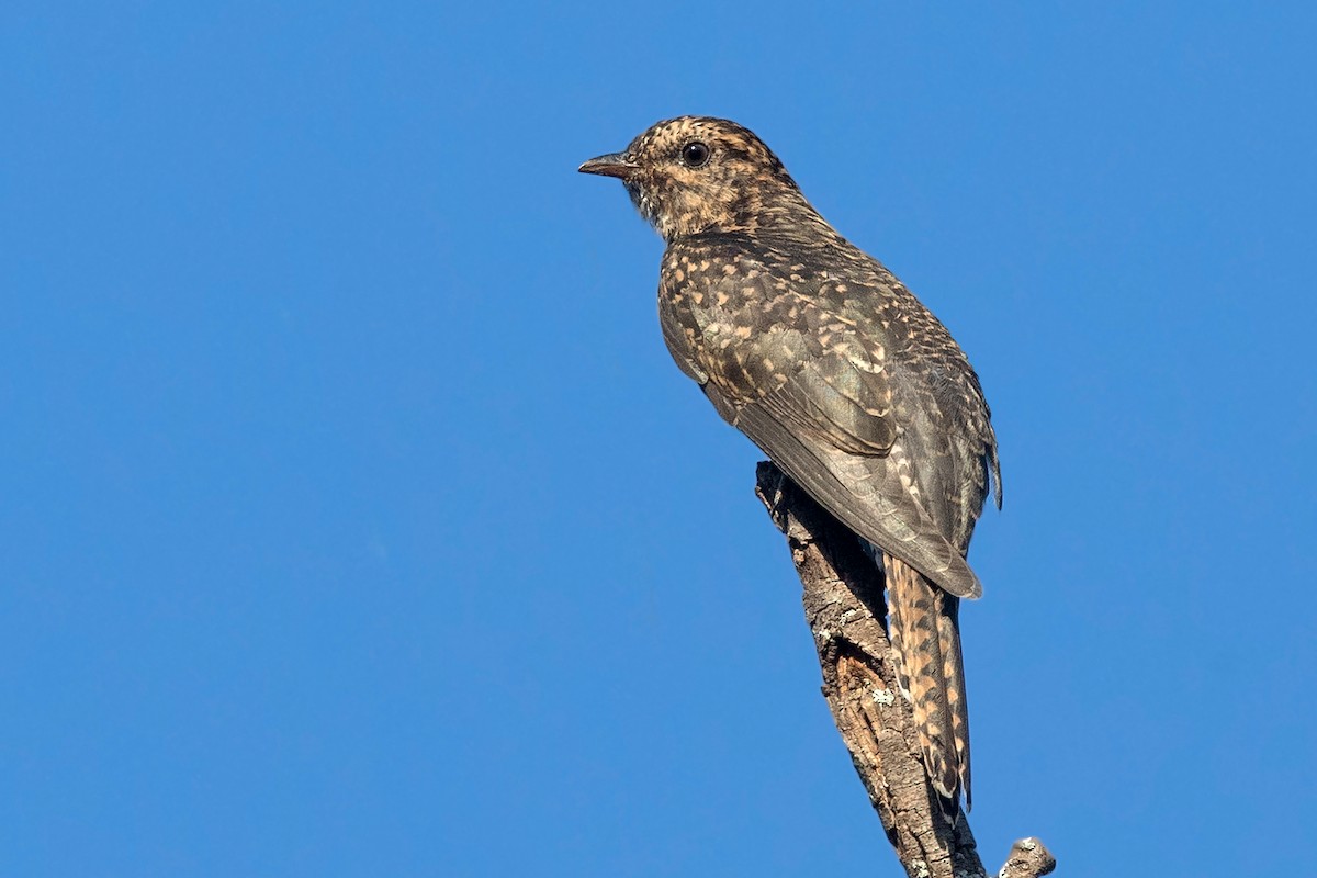 Brush Cuckoo (Australasian) - ML300665331