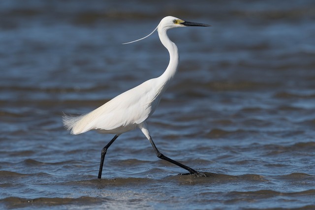 Little Egret? Do they exist with these colors? : r/birding