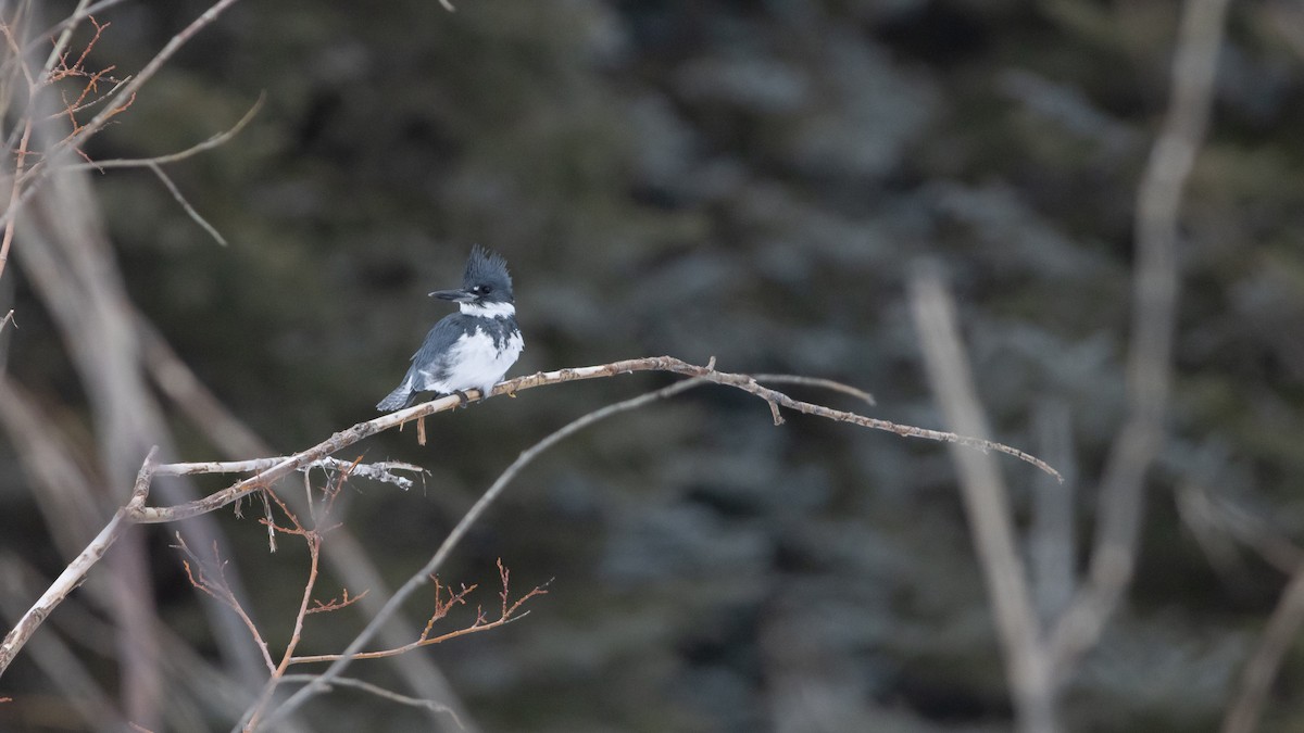 Belted Kingfisher - Eric Hynes