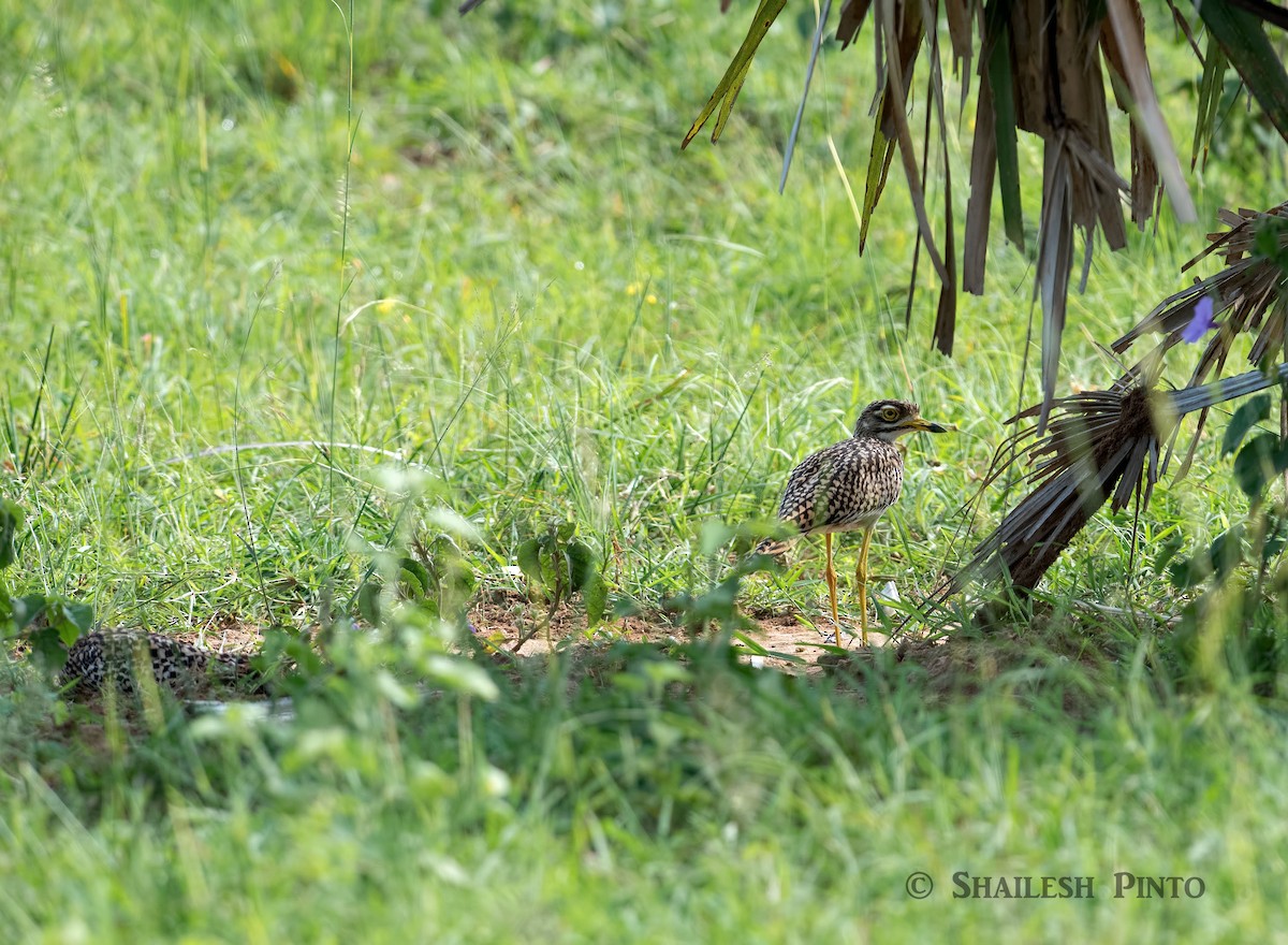 Spotted Thick-knee - ML30067861