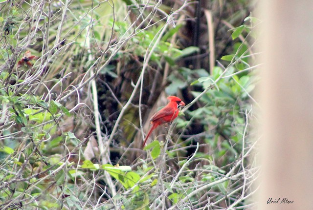 Male (presumably subspecies <em>littoralis</em>). - Northern Cardinal - 