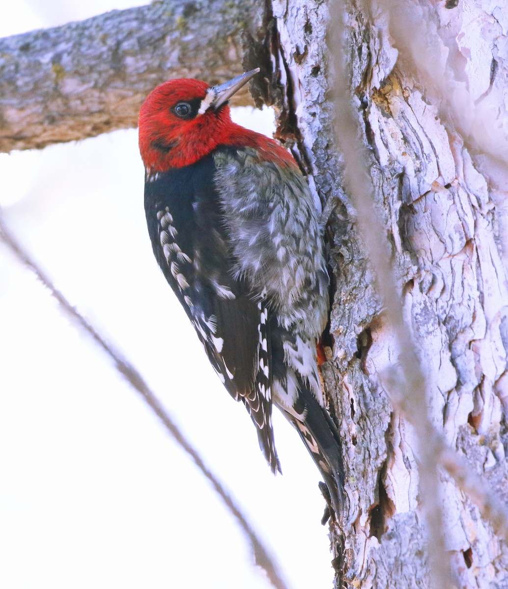 Red-breasted Sapsucker - Mark  Ludwick