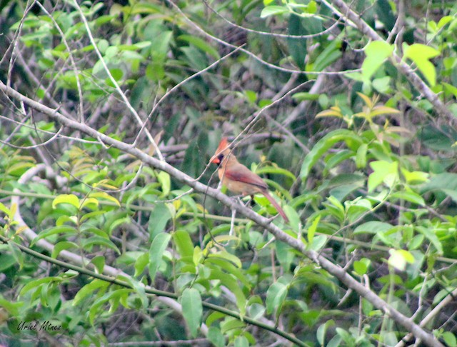 Female (presumably subspecies <em>littoralis</em>). - Northern Cardinal - 