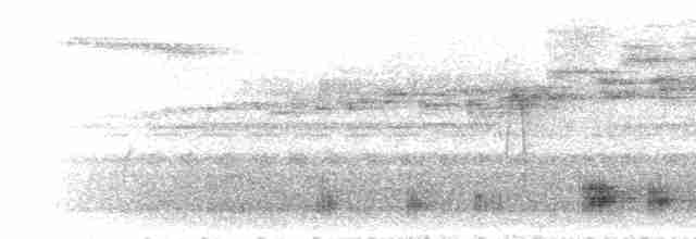 White-mantled Barbet - ML300686