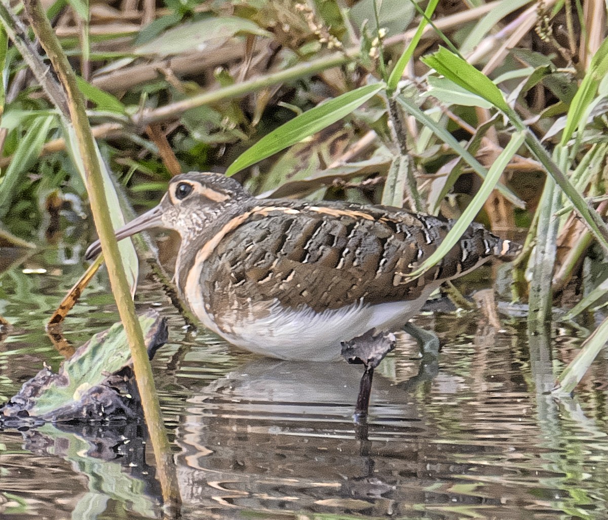 Greater Painted-Snipe - ML300689501