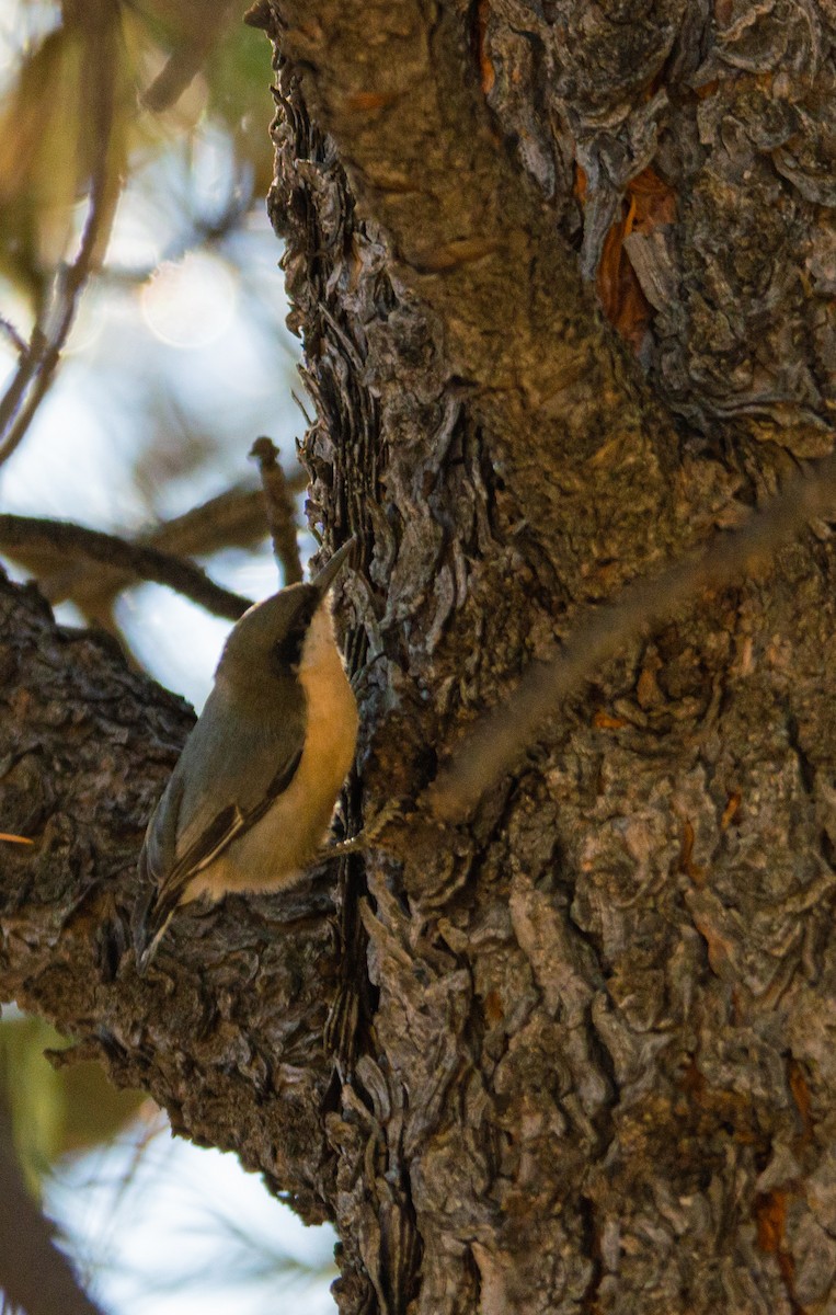 White-breasted Nuthatch - ML300692011