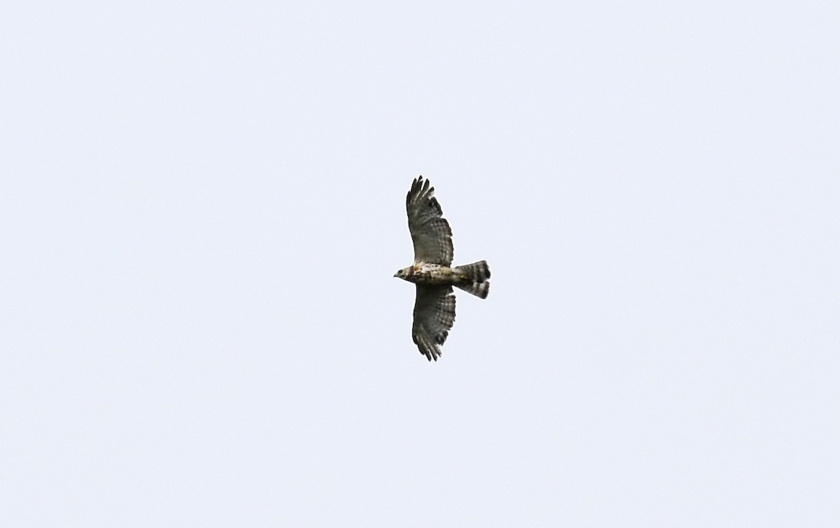 Broad-winged Hawk - ML30069981