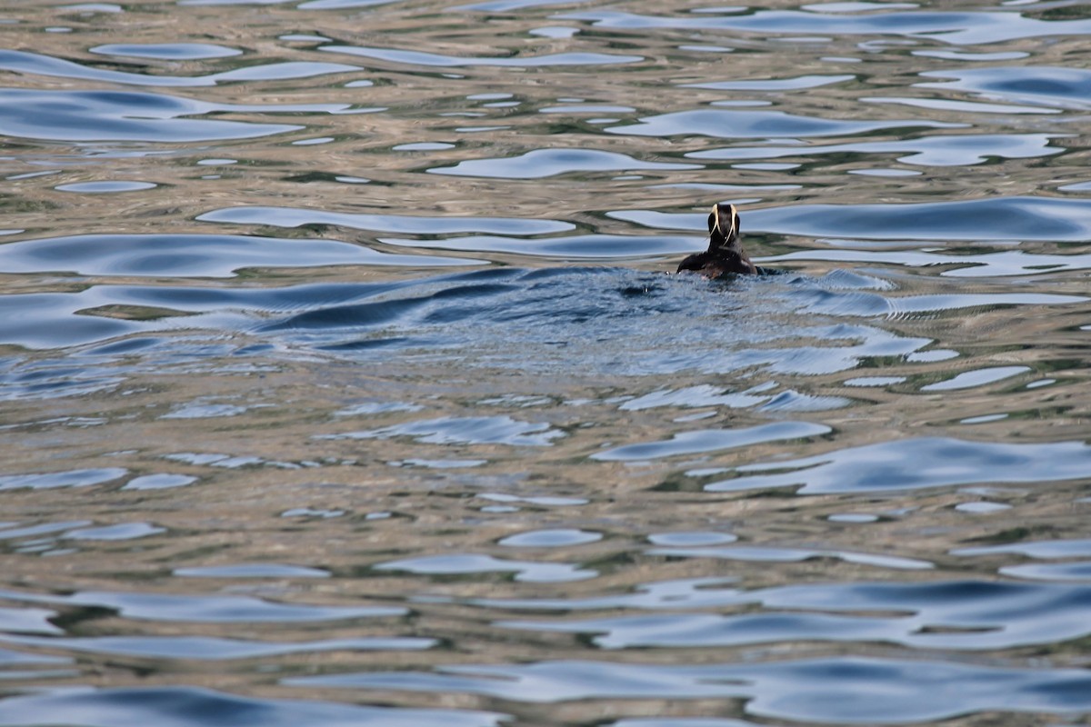 Tufted Puffin - ML300701781