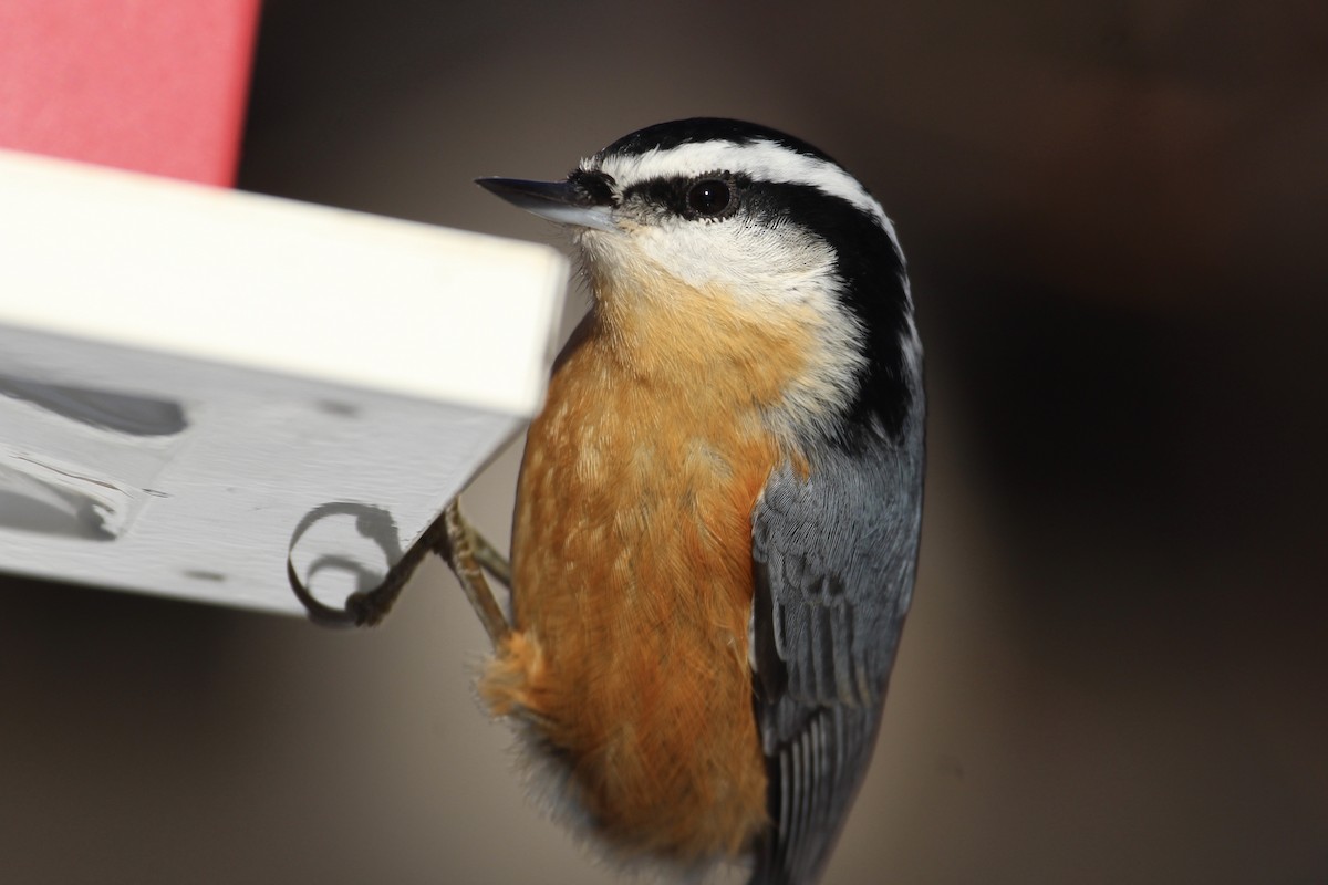 Red-breasted Nuthatch - Rowan Gibson
