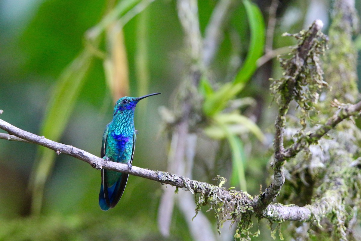 kolibřík modrolící - ML300716371