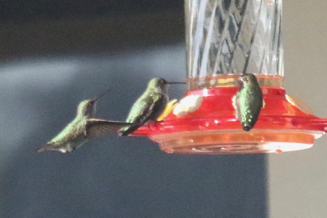 hummingbird sp. - ML300718111