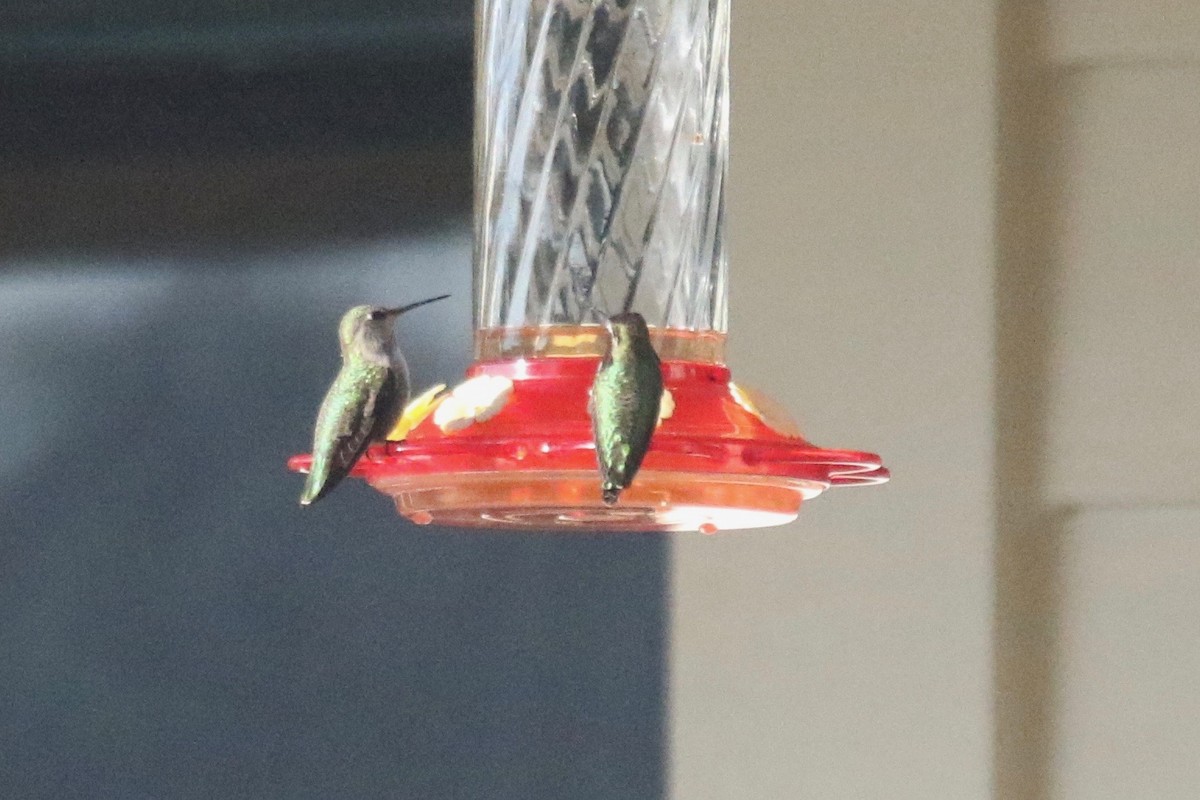 hummingbird sp. - ML300718141