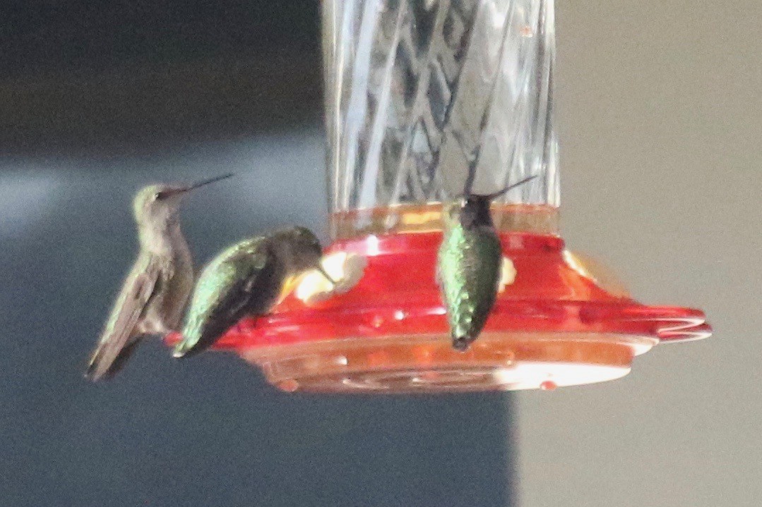 hummingbird sp. - ML300718151