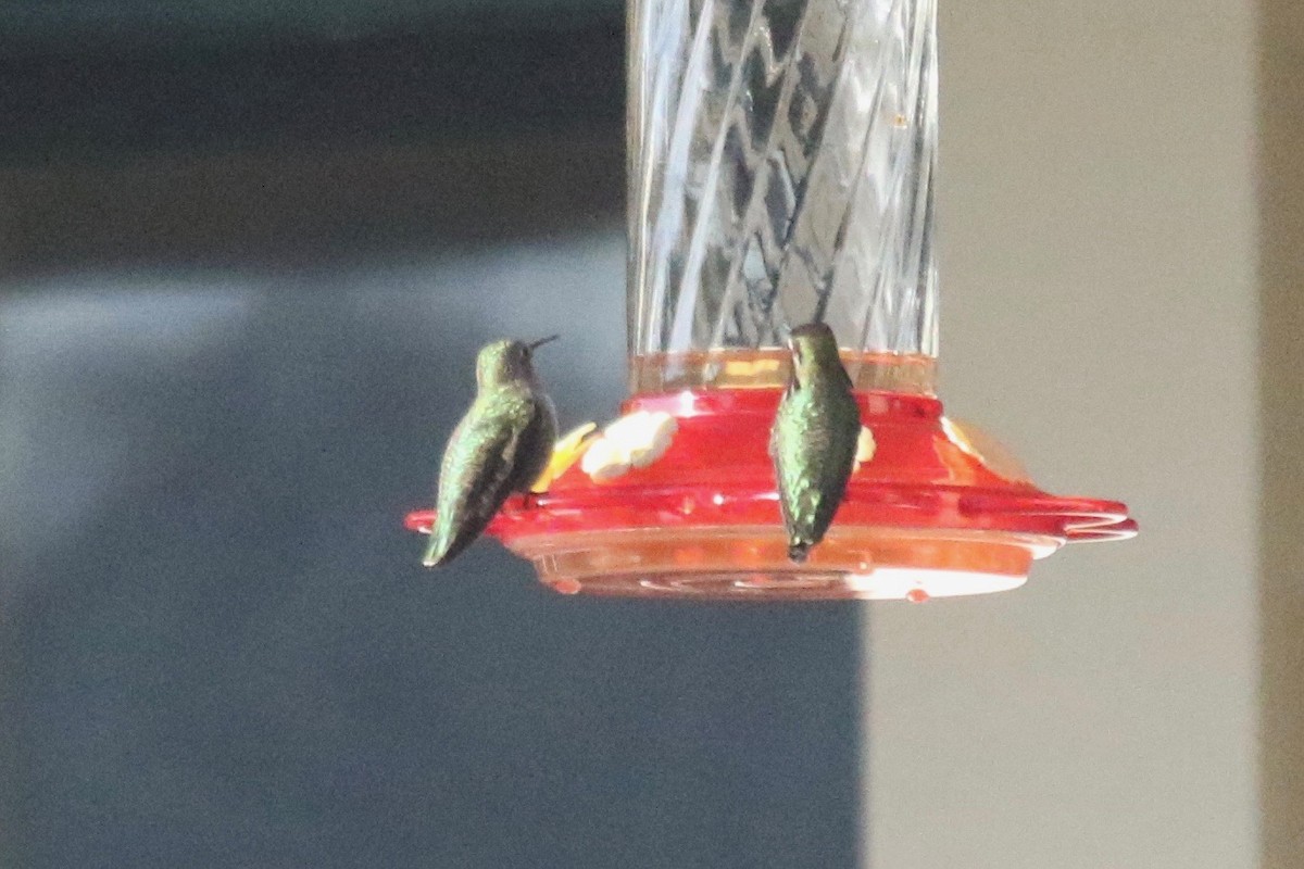 hummingbird sp. - ML300718191