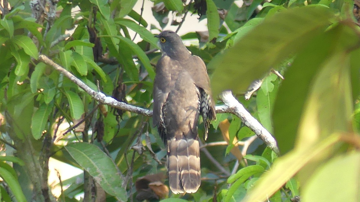 Large Hawk-Cuckoo - Thanakrit Wongsatit