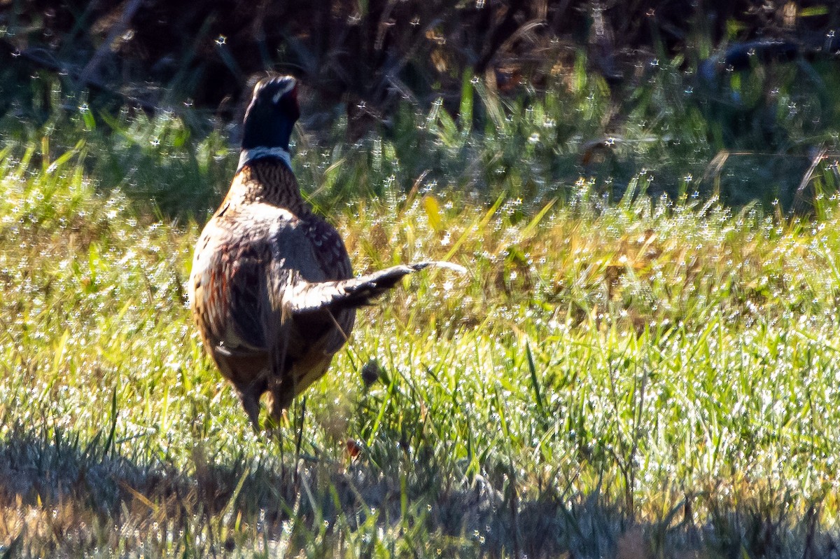 Ring-necked Pheasant - ML300721291