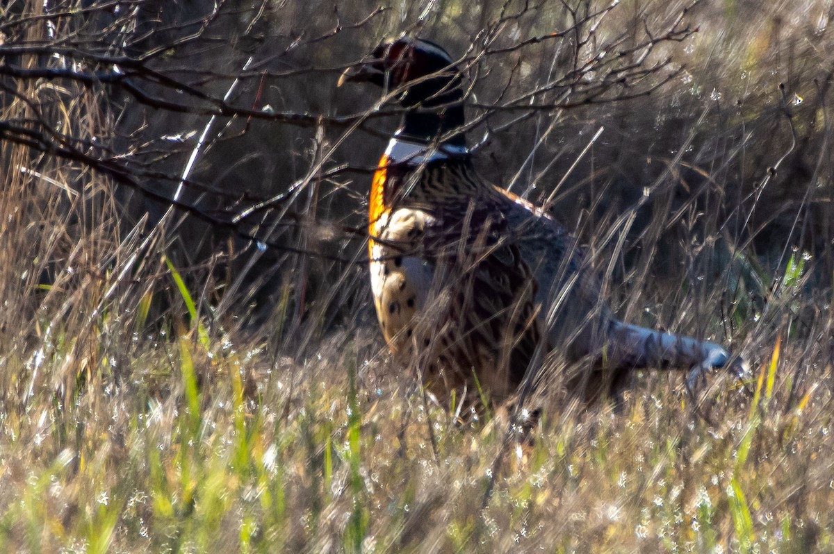 Ring-necked Pheasant - ML300721311