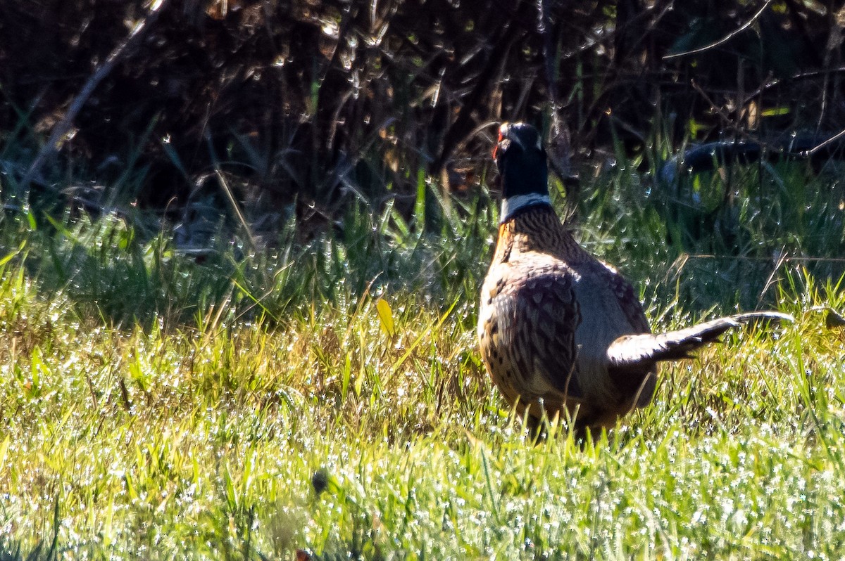 Ring-necked Pheasant - ML300721321