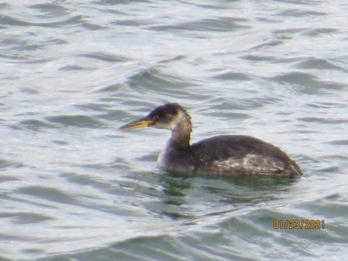 Red-necked Grebe - ML300724761