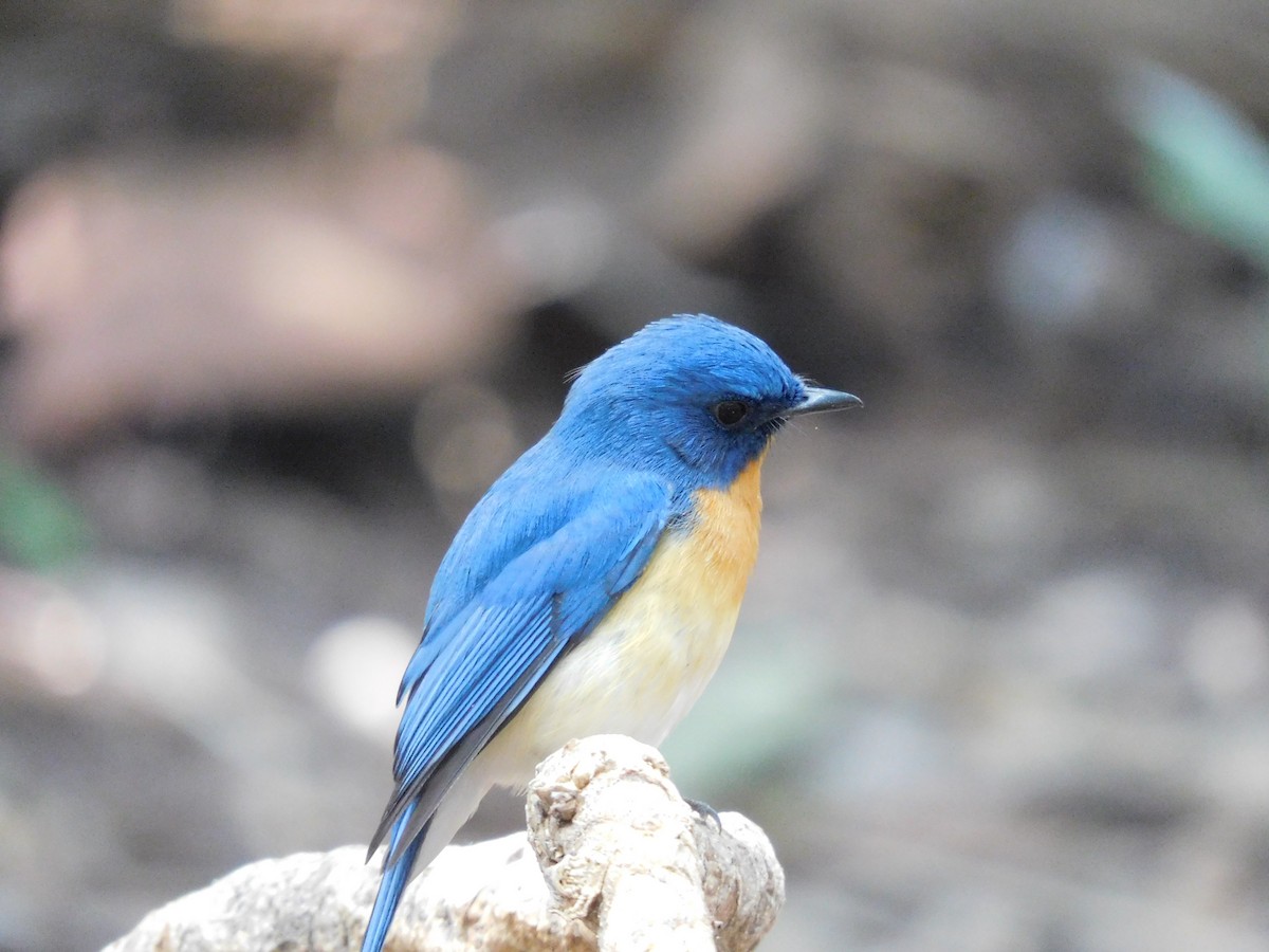 Blue-throated/Tickell's Blue Flycatcher - Narsing Rao